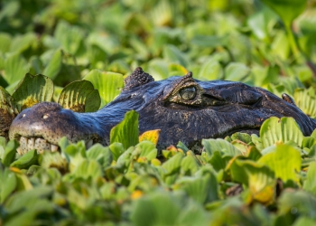 Pantanal paraguayo busca ser declarado Patrimonio Mundial