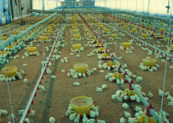 Experto brasileño hablará sobre ventilación en modernos galpones para pollos de engorde