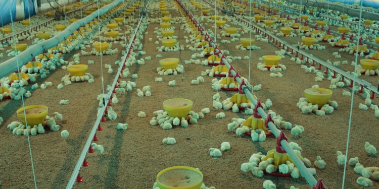 Experto brasileño hablará sobre ventilación en modernos galpones para pollos de engorde