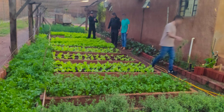 Internos de PJC cultivan hortalizas y fabrican insumos de limpieza como parte de un programa de autosuficiencia y capacitación laboral Internos de PJC cultivan hortalizas y fabrican insumos de limpieza como parte de un programa de autosuficiencia y capacitación laboral