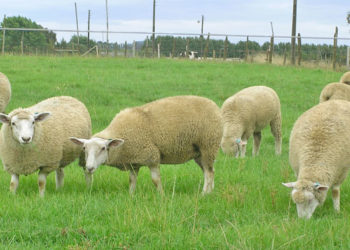 Israel abre su mercado a la exportación de carne ovina paraguaya