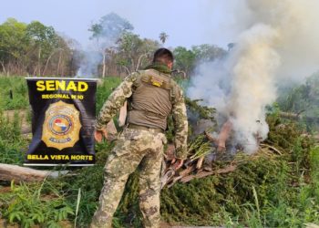 Operativo “Tenondetê”: Senad erradicó 10 hectáreas de marihuana en Bella Vista Norte
