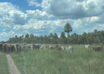 Abigeato en el Chaco: 21 imputados por el hurto de 400 cabezas de ganado