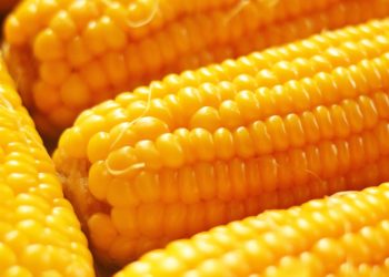 Exportación de maíz repunta en el primer trimestre, pero aún queda rezago frente a la zafra anterior