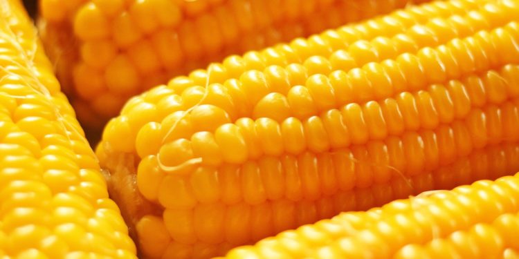 Exportación de maíz repunta en el primer trimestre, pero aún queda rezago frente a la zafra anterior Exportación de maíz repunta en el primer trimestre, pero aún queda rezago frente a la zafra anterior